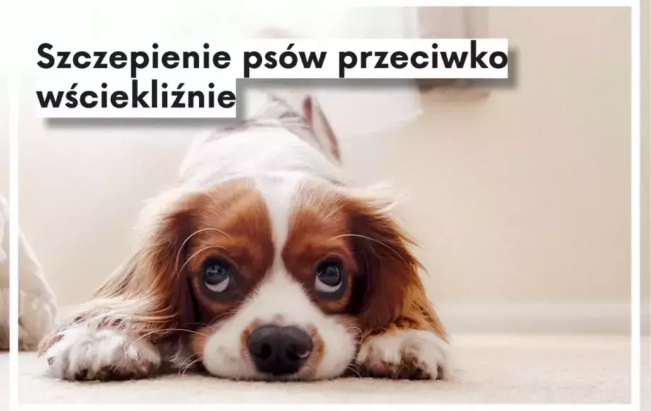 Harmonogram szczepień psów przeciwko wściekliźnie