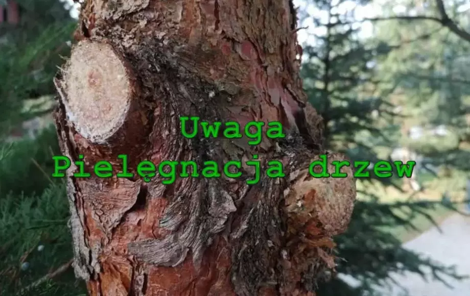 Informacja o pielęgnacji drzew przydrożnych